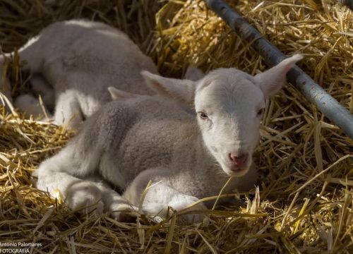 Feria del Ganado